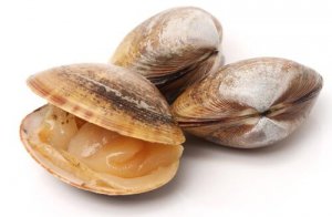 Conosciamo insieme i vari tipi di vongole