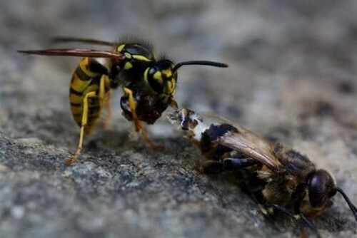 La differenza fra api e vespe