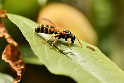 Vespa sulla foglia