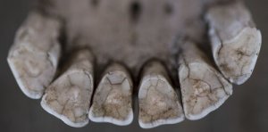 Un veterinario per cavalli di 3000 anni fa