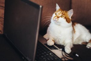 I video di animali possono fomentare il traffico illegale