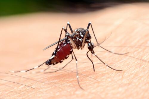 Zanzara trasmette malaria