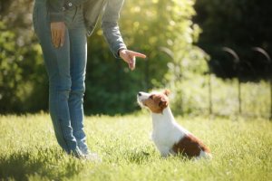 Perché addestrare il vostro animale domestico?