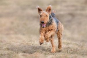 Airedale Terrier: un cane grande e forte