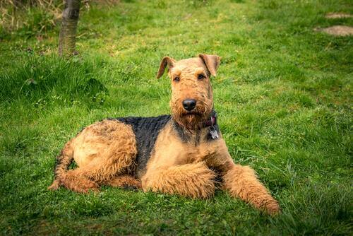 Airedale Terrier nel prato