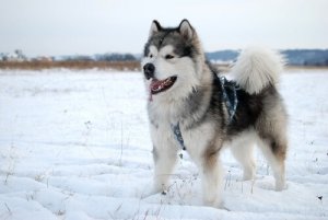 Alaskan Malamute: origini e caratteristiche