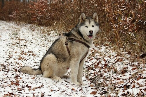 Alaskan Malamute sulla neve