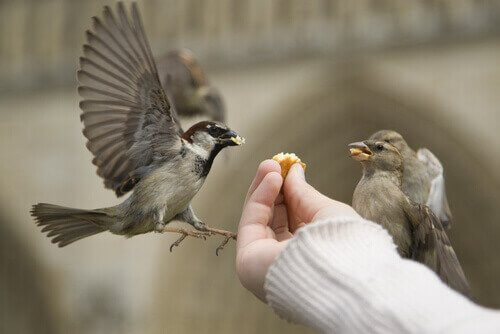 Come alimentare un uccello ferito