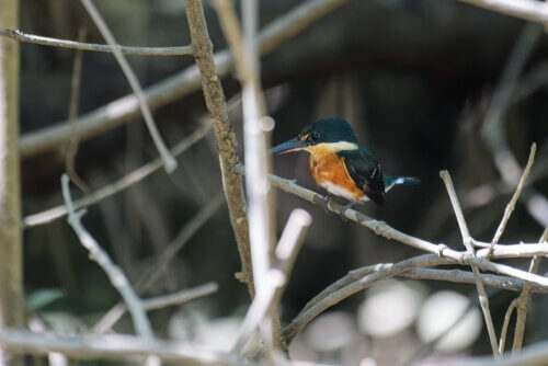 American pygmy kingfisher