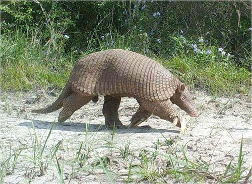 Armadillo tra animali con gli artigli più lunghi