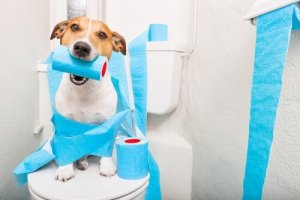 Come educare il vostro cane alle abitudini igieniche