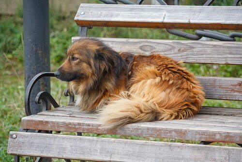 Cane randagio seduto su una panchina