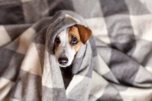 Coronavirus canino: sintomi e trattamenti