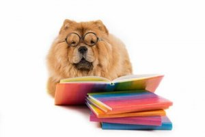 I migliori racconti sui cani per bambini