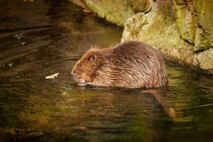 Ci sono ancora dei castori in Spagna