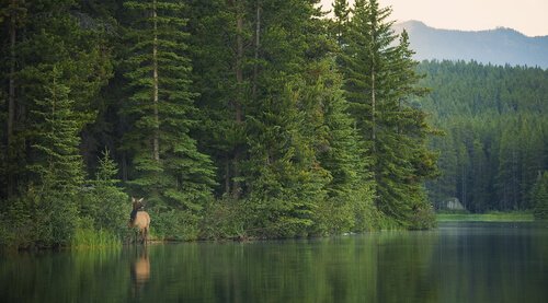 Cervo canadese vicino al lago