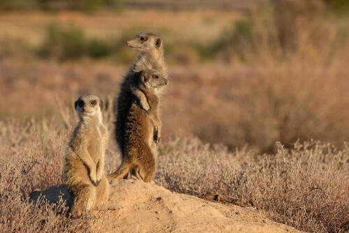 Il comportamento da sentinelle dei suricati
