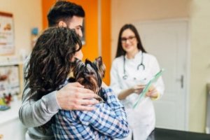Precauzioni per portare il cane in ospedale