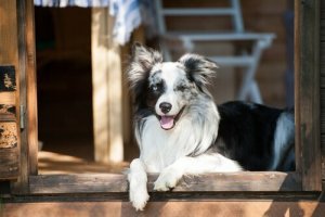 4 consigli per costruire una cuccia di legno