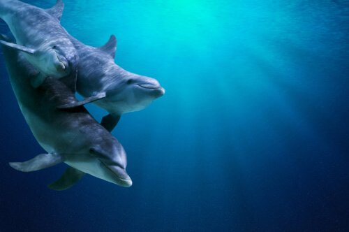 Come si immergono i delfini