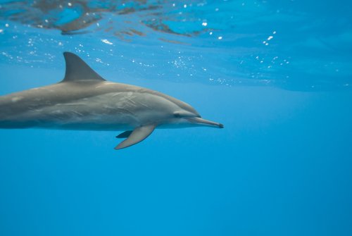 Delfino che nuota