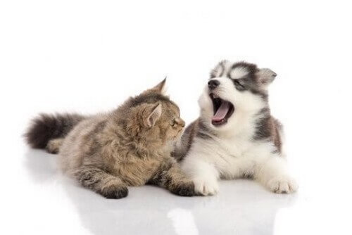 La caduta dei denti in cani e gatti: cosa sapere