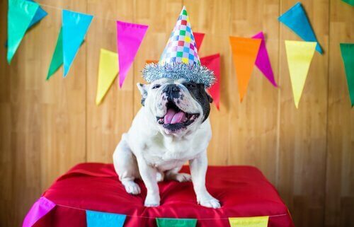 Organizzare una festa di compleanno per il vostro cane