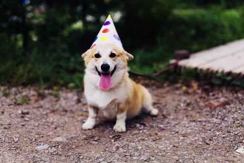 Festeggiare il compleanno del cane