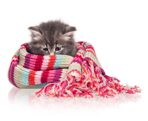 Gatto avvolto in una sciarpa colorata