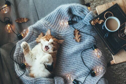 Gatto dorme su maglione