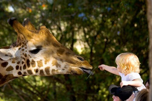 Giraffa con bambino allo zoo 