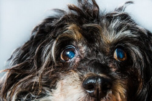 Il glaucoma nei cani: sintomi e trattamento
