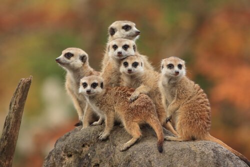 Un gruppo di suricati