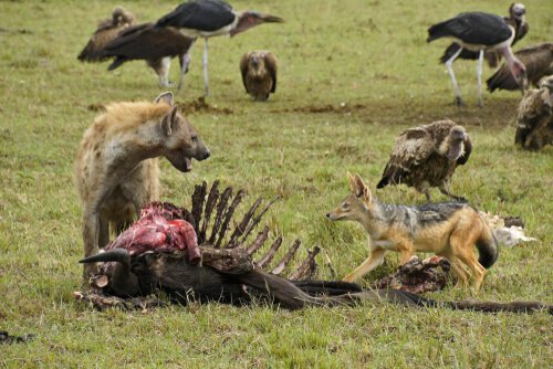 Iena lotta per la sua preda