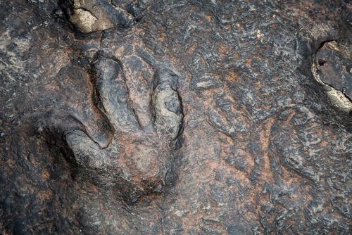 Impronte del dinosauro