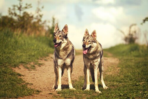 Due esemplari di lupo cecoslovacco