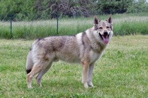 Le caratteristiche del cane lupo cecoslovacco