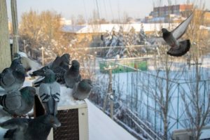 7 modi per allontanare i piccioni