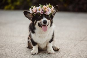 Profumi per cani: vantaggi e svantaggi