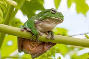 Raganella cerulea australiana: ecco le sue caratteristiche