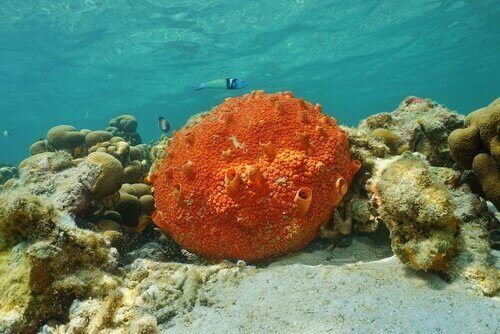 Spugna marina arancione su fondale