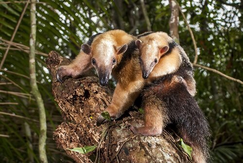 Tamandua su albero