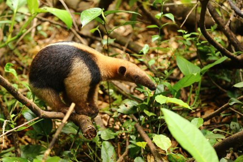Tamandua cerca cibo tra le foglie