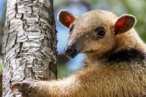 Il Tamandua meridionale, tutto su questa specie