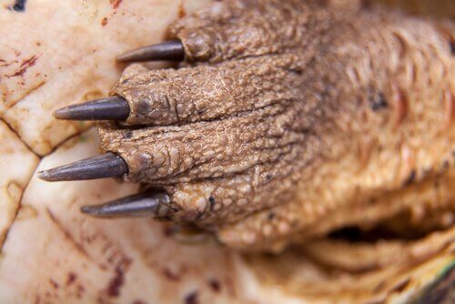 Caratteristiche della Mata Mata