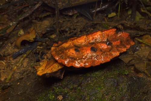 Tartaruga Mata Mata in acqua