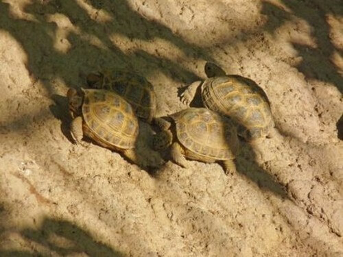Come determinare il sesso della tartaruga - I Miei Animali