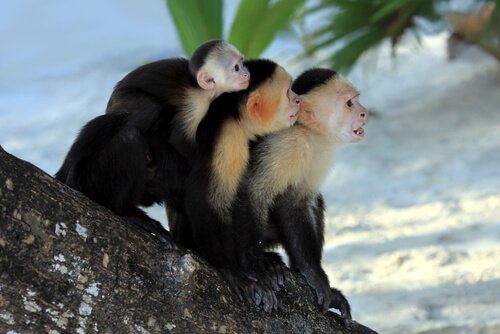 Tre scimmie su albero 