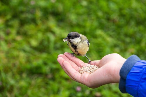 Uccellino mangia semi