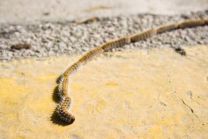 Conosciamo insieme la processionaria del pino